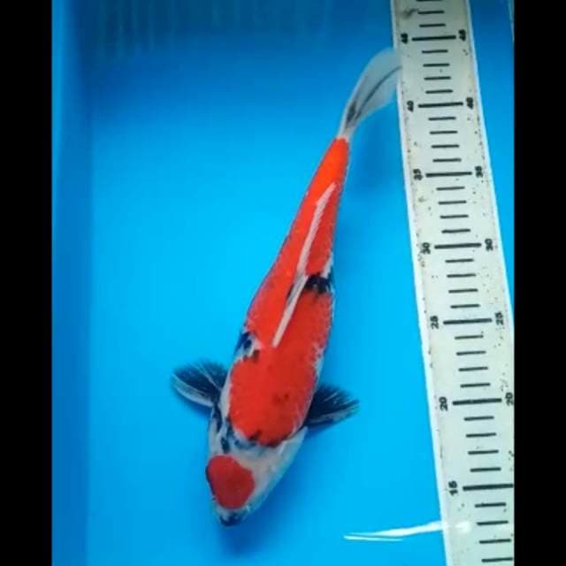 MARUTEN SHOWA JANTAN PUNUK 30 Cm