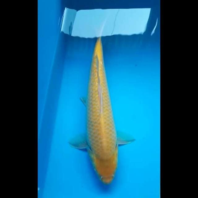 KARASHI PUNUK GINRIN 33 Cm