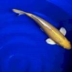 Yamabuki ogon marusei farm male 52cm