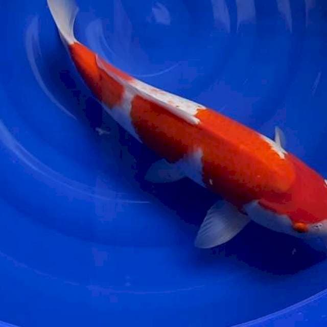 Kohaku import ogata 53cm