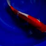 Kohaku import ogata 53cm