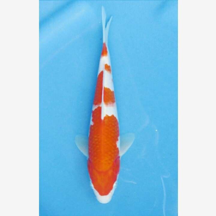 KOHAKU F1