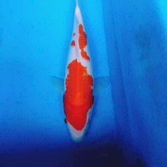 Kohaku