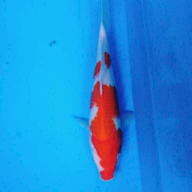 Kohaku