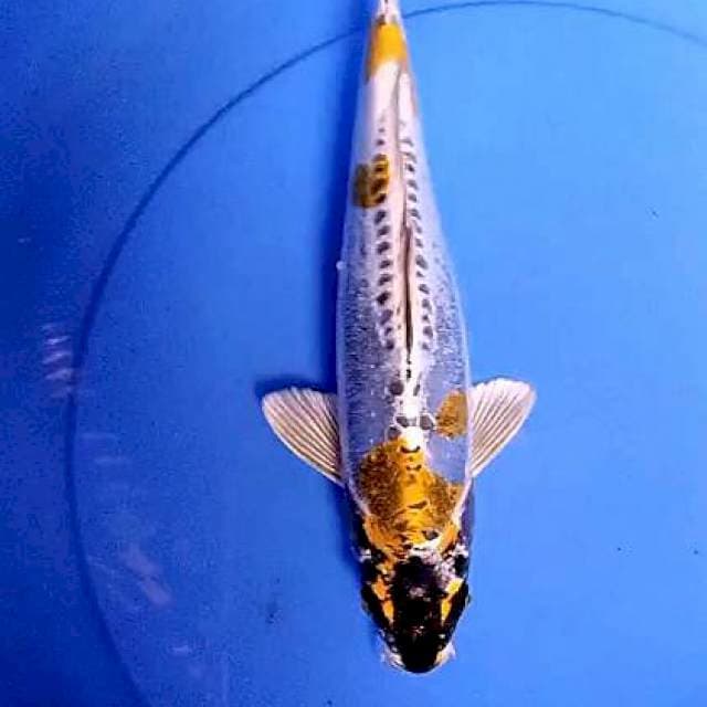 Kikokuryu 32 cm
