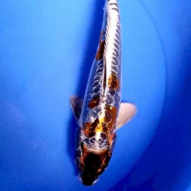 Kiko metalik 32 cm