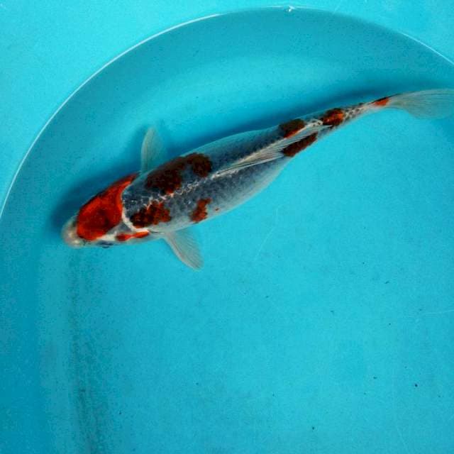 Ghosiki betina