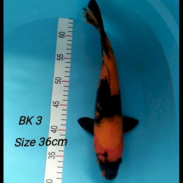 HIUTSURI 36cm