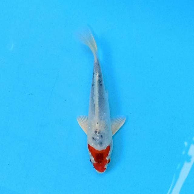 Tancho Showa 20 cm