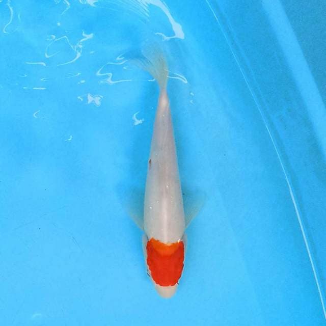 Tancho 21 cm