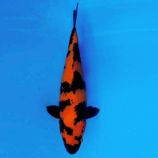 KYOSO 3 - HI UTSURI ®
