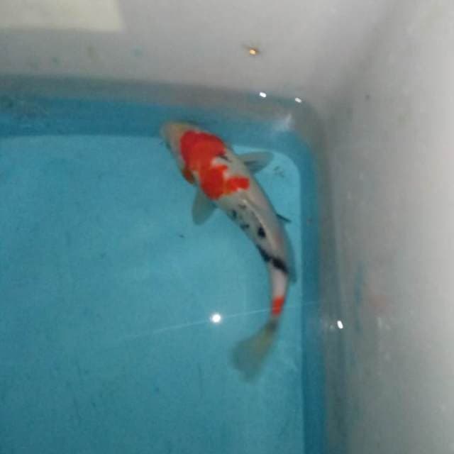 Showa tategoi