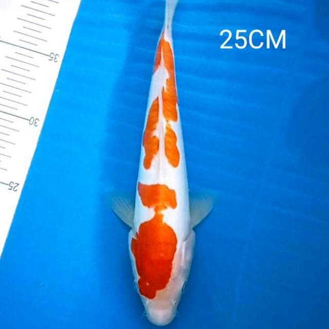 Kohaku Doitsu 25Cm