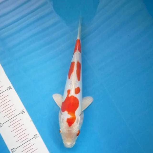 Kohaku Doitsu 24Cm