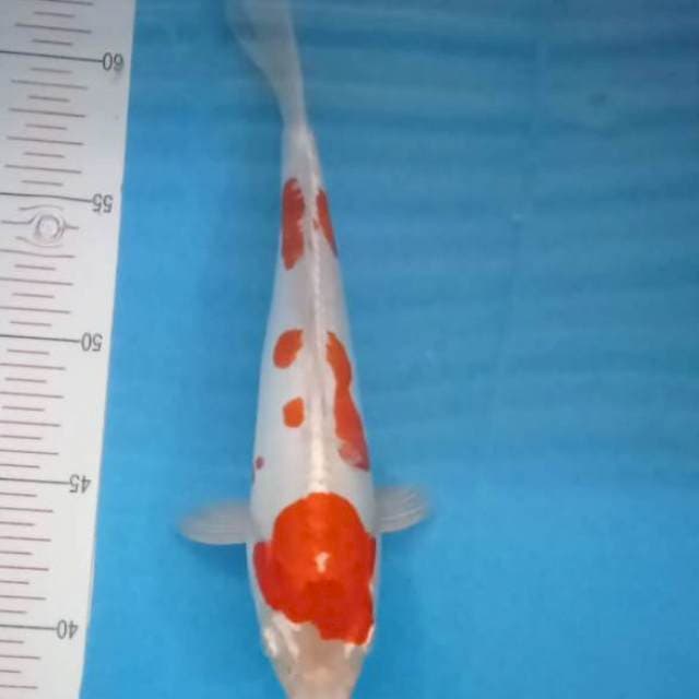 Kohaku Doitsu 26Cm