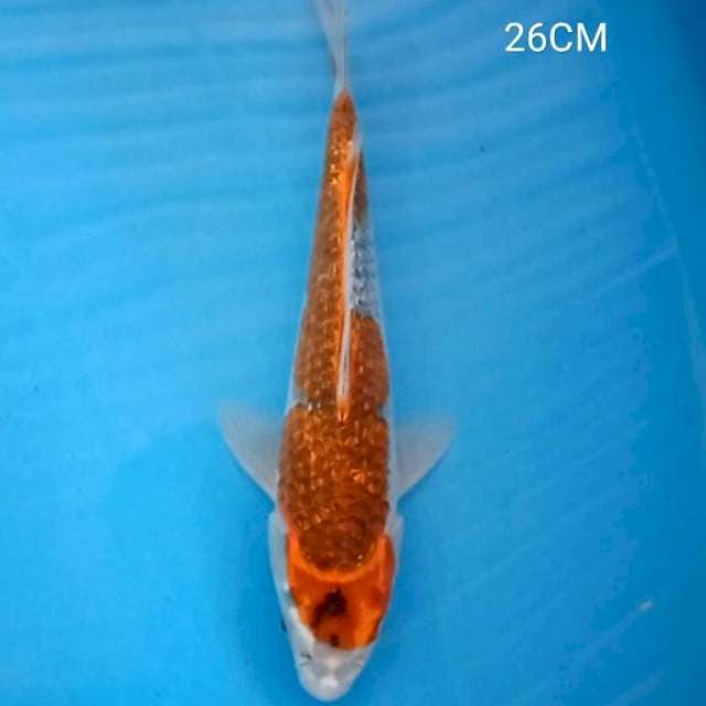 Goshiki Gindrin 26Cm