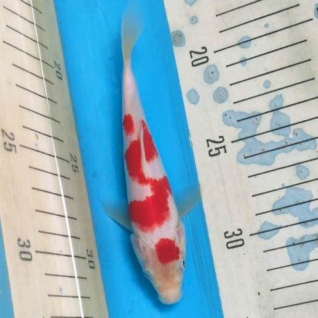 Kohaku Maruten Merah Tajam