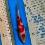 Kohaku Maruten Merah Tajam