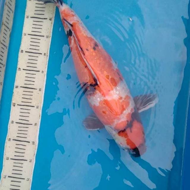 Showa Jumbo 55 cm