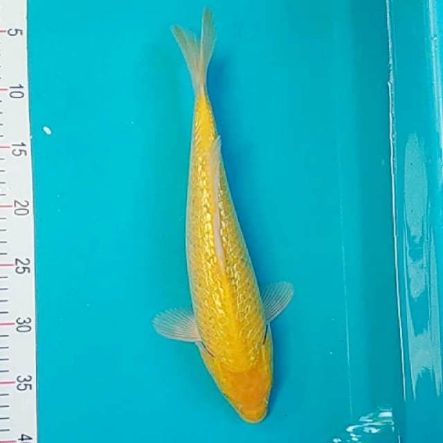 Karashi Ginrin 35cm