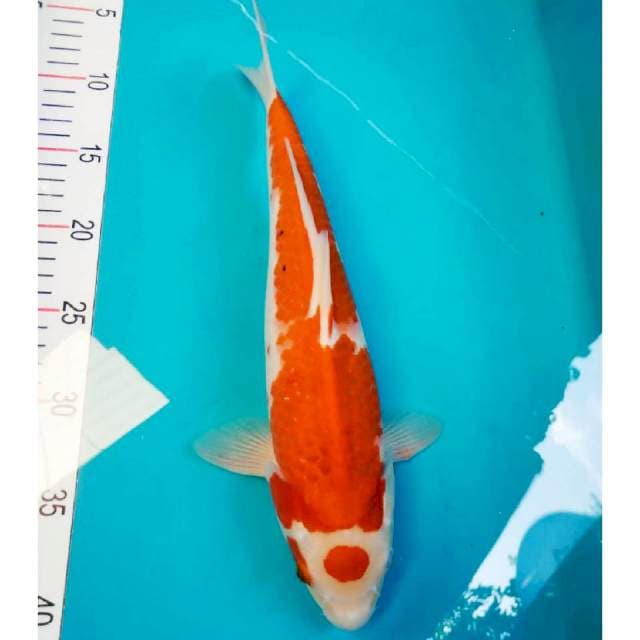 Sanke Maruten Strong 35cm