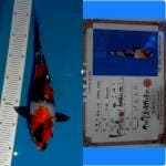 Showa isa 30 cm