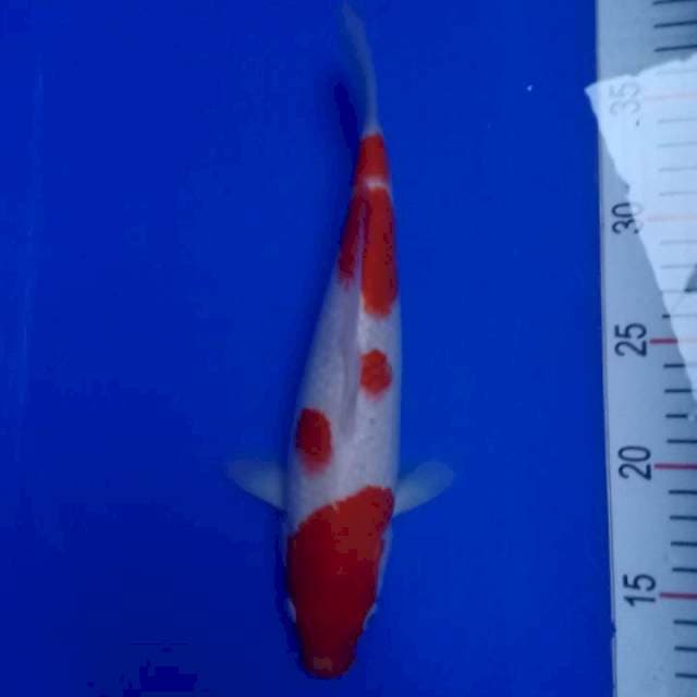 Kohaku 28cm Original ( stronk )