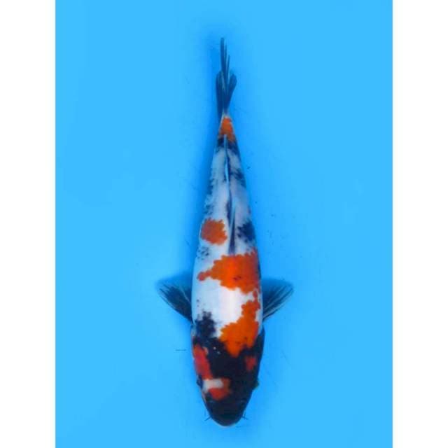 Kindai Showa - 24cm