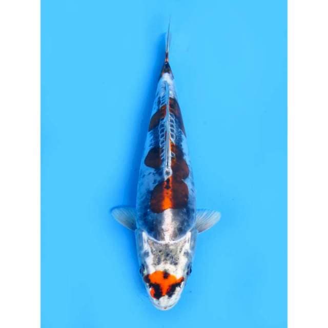 Benikiko -26cm