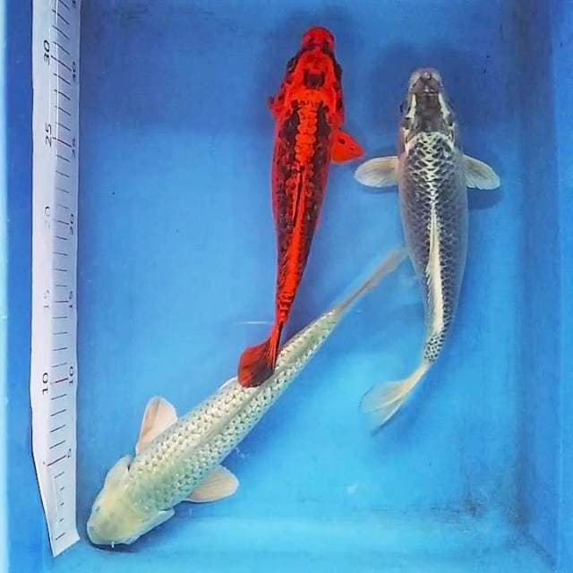 Mix 3 ekor 24-28cm