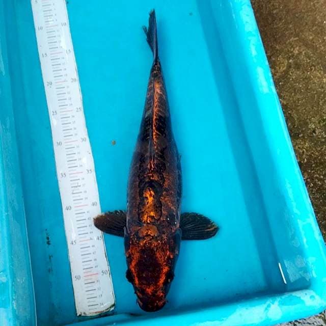 Chagoi Doitsu murni 48cm