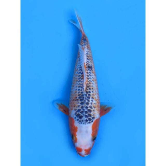 Asagi Kanoko - 31cm