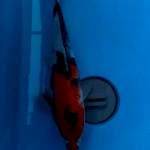 Showa 27cm 