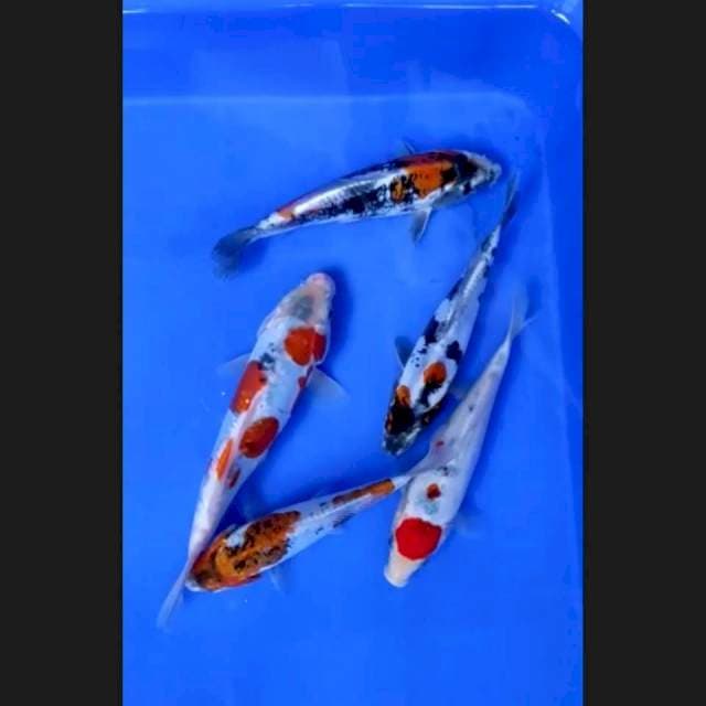 8. Mix 5 ekor || 15-21 cm