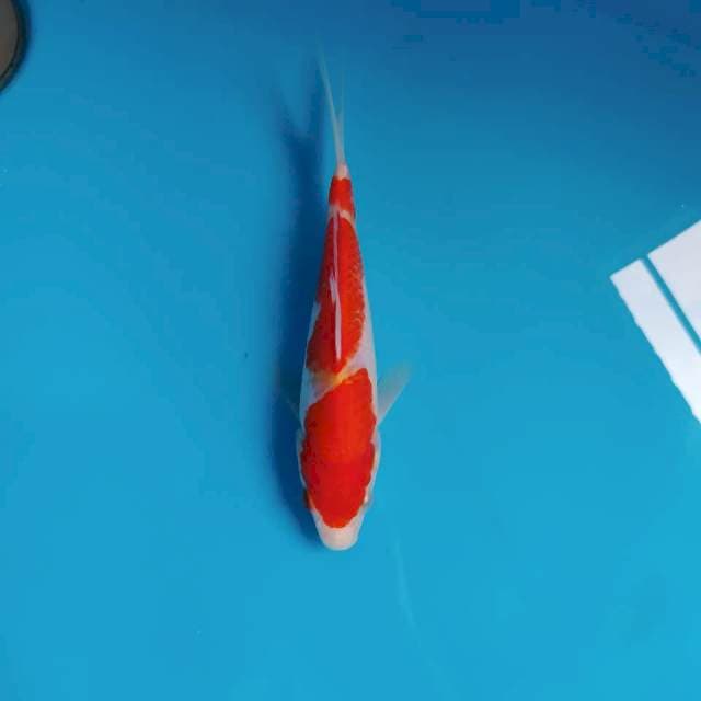 Kohaku merah strong