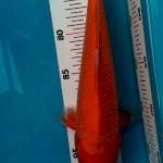 Aka Hajiro 30 cm