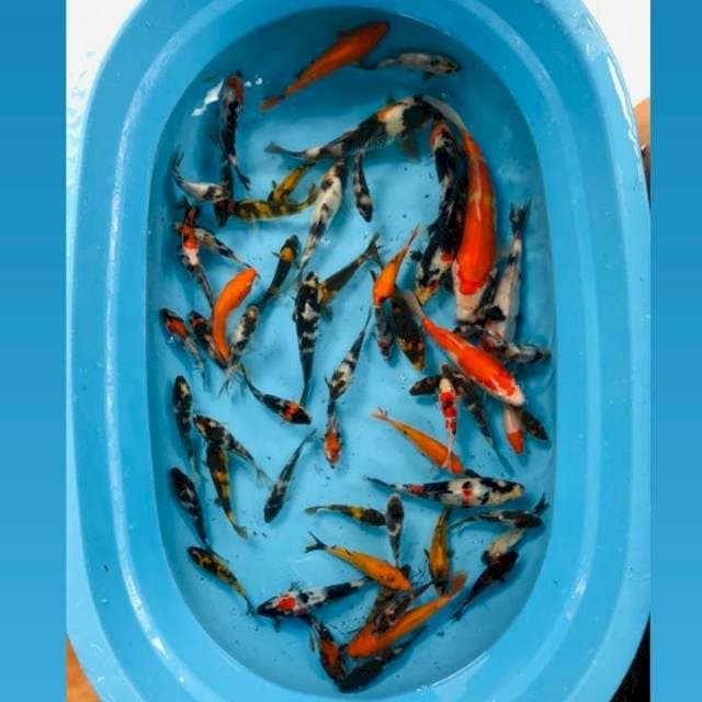 Bibit 50 ekor, 10-20 cm