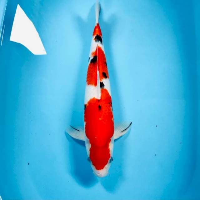 Sanke, 38 cm