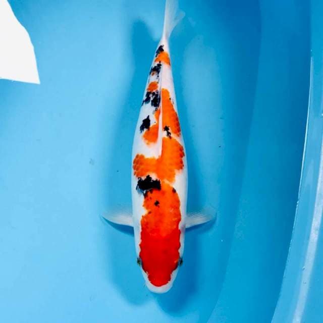 Sanke, 39 cm