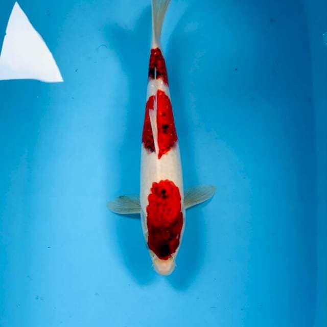 Ai Goromo, 35 cm