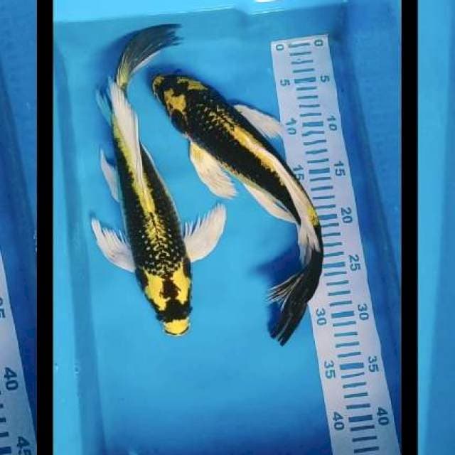 Kumpay Kabuto 3435cm