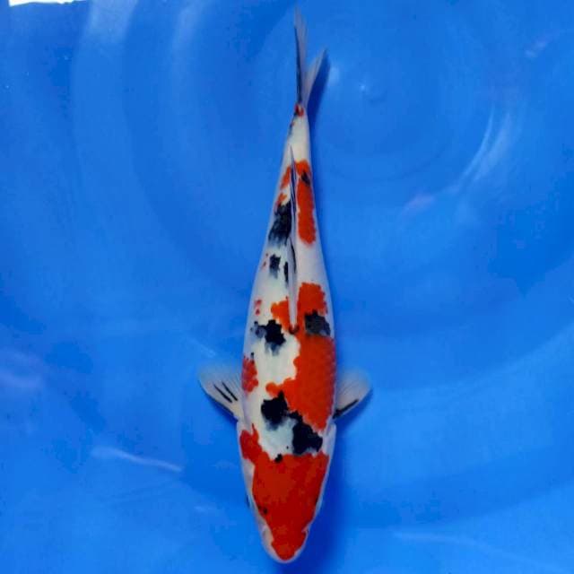 Sanke super tsubosumi  26cm HQ