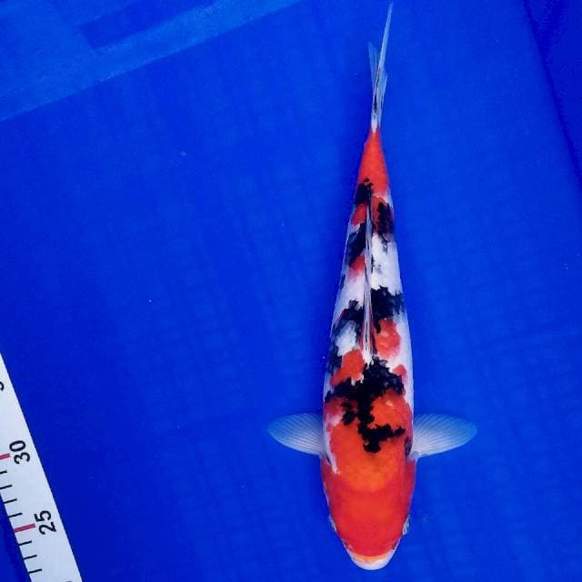 F1 sanke pola bagus 31cm
