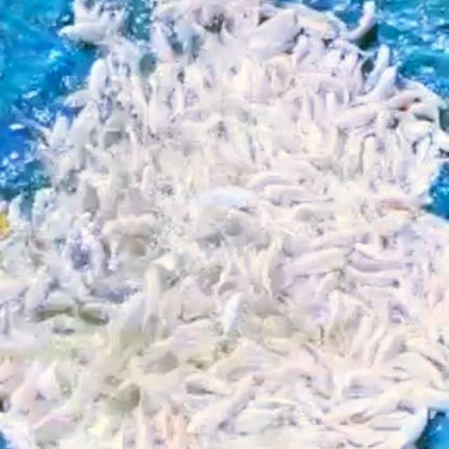 Bibit platinum size 4-6cm 400ekor