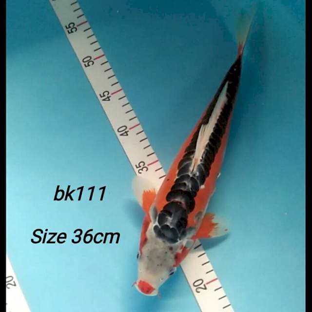 HanaShusui 36cm
