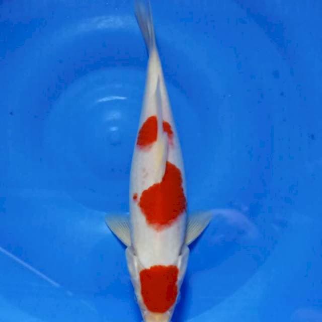 Kohaku 27Cm