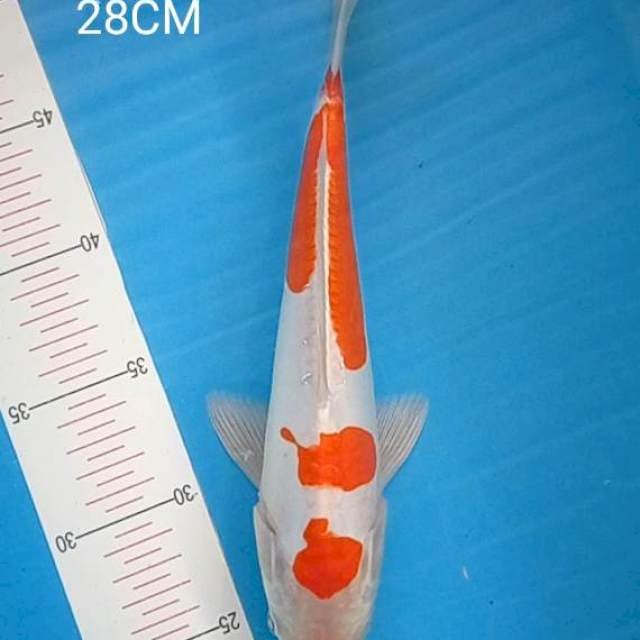 Kohaku Doitsu