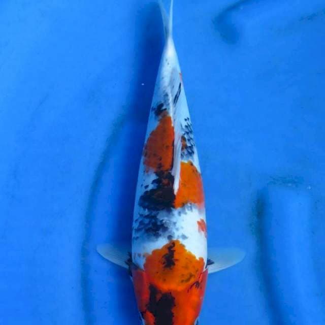 Showa kage 34cm