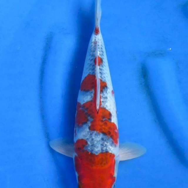 Goshiki 31cm