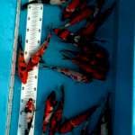 Mix ukuran 20-25 cm